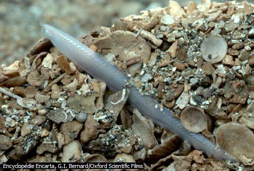 marine lancelet (amphioxus) invertebrate (Encarta)